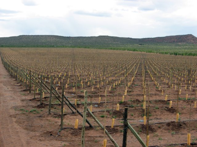 Plantación