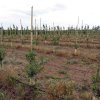 Plantación