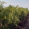 Plantación